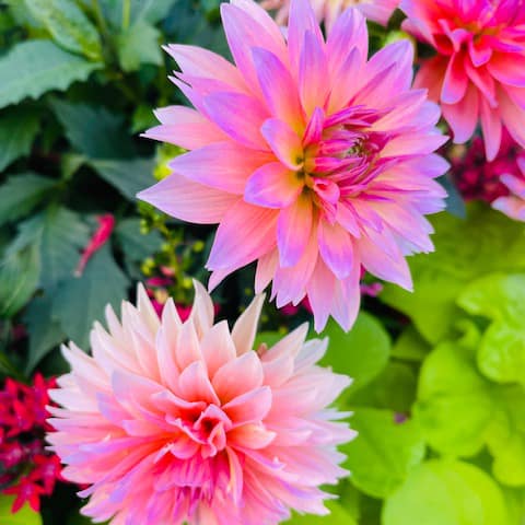 Two prominent, bright pink dahlias with green leaves and foliage in the background.