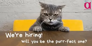 Photo of a grey tabby cat sitting at a table and looking in the camera. Text says "We're hiring! Will you be the purr-fect one?"